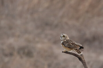 Short-eared Owl