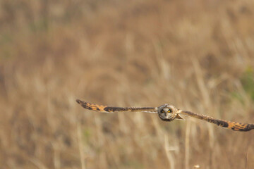 Short-eared Owl