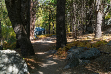 Tall Pines at Kings Canyon National Park