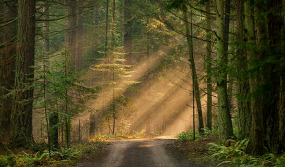 Landscape of nature with path in the woods.