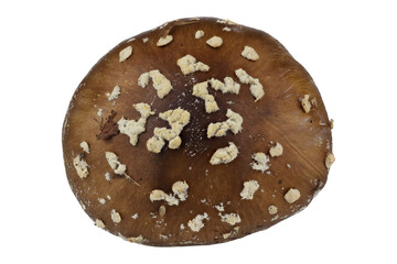 Amanita pantherina