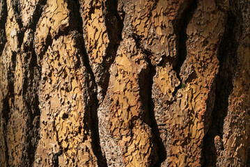 Bark Texture at Kings Canyon National Park