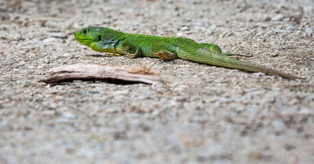 Balcan green lizard or lacerta trilineata herping on the ground on blurry grey background.