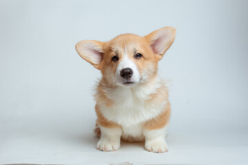 A happy Pembroke Welsh Corgi puppy looks at the camera. isolated on a white background