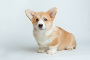 A happy Pembroke Welsh Corgi puppy looks at the camera. isolated on a white background