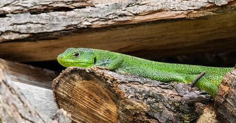 Balcan green lizard or lacerta trilineata on the woods enjoying the sun.