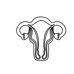 Uterus line art female reproductive organ vector.