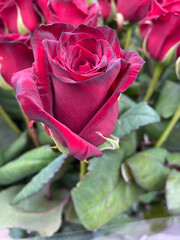 The red rose bud, which is found in the bouquet among other red roses, has a smooth and silky texture.