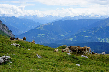 Summer in Switzerland Swiss Alps