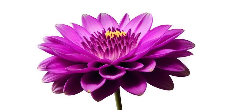 Purple lotus water lily png isolated on white background. Generative Ai