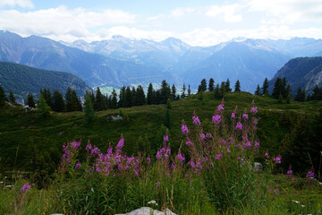 Summer in Switzerland Swiss Alps