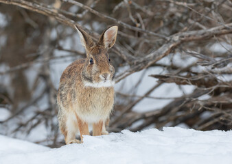Naklejka na ściany i meble Eastern cottontail rabbit standing in a winter forest.