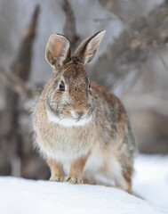 Obraz premium Eastern cottontail rabbit standing in a winter forest.