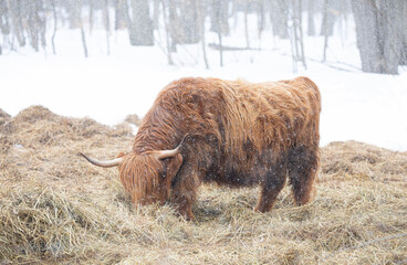 Highland bull grazing on some hay in a snowy field in winter in Canada