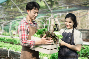 Asian farmer working in organic vegetables hydroponics farm. Male hydroponic salad vegetable garden owner taking customer order packing fresh vegetable in delivery box in greenhouse plantation.