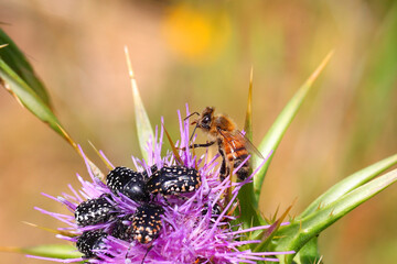 Flower chafers (Oxythyrea abigail) and Honey bee (Apis mellifera) collect nectar on flowering herb of Syrian Thistle ( Cirsium syriacum, Notobasis syriaca). Macro shoot in nature