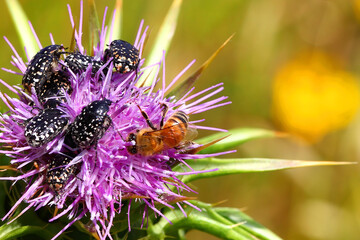 Flower chafers (Oxythyrea abigail) and Honey bee (Apis mellifera) collect nectar on flowering herb of Syrian Thistle ( Cirsium syriacum, Notobasis syriaca). Macro shoot in nature