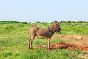 Donkey grazes on a green meadow