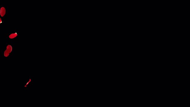 Red rose petals blowing transition reveal on alpha background in 4K