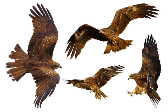 Set of Black kite (Milvus migrans) flying isolated on transparent background png file	