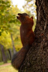 squirrel on a tree