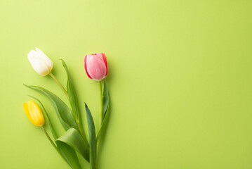 Mother's Day concept. Top view photo of pink yellow and white tulips on isolated light green background with copyspace © ActionGP