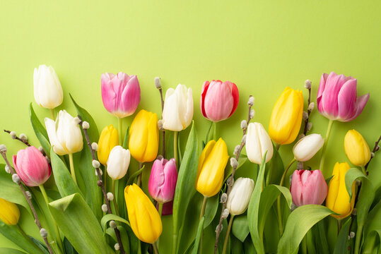 Mother's Day concept. Top view photo of pink white yellow tulips and pussy-willow branches on isolated light green background