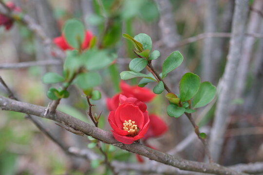 真っ赤な咲きはじめのボケの花