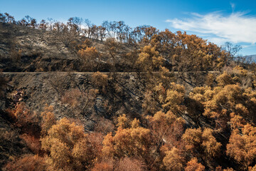 Damage from Forest Fire at Las Padres National Forest