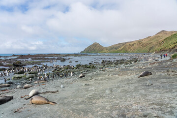 View from Sandy Bay, Macquarie Island, Australia