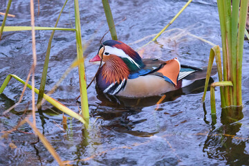 mandarin duck floating in a pond among thickets of grass