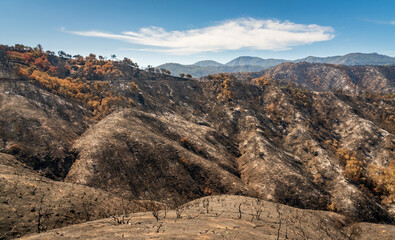 Damage from Forest Fire at Las Padres National Forest