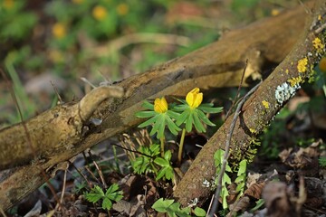 Winterlinge (Eranthis hyemalis).zwischen Totholz