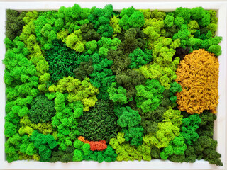 multi-colored decorative stabilized preserved forest moss reindeer moss as an interior decoration...