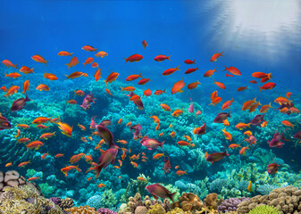 Fototapeta na wymiar Photo of a coral colony on a reef