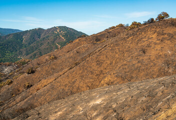 Damage from Forest Fire at Las Padres National Forest