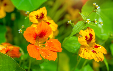 Orange nasturtiums bloom in the botanical garden
