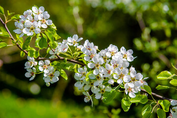 Flowering branch of pear in the garden in spring
