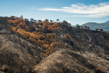 Damage from Forest Fire at Las Padres National Forest