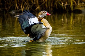 Beautiful egyptian goose splashing on lake