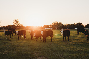 cows during sunset