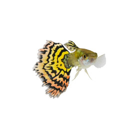 Guppy. Yellow guppy fish on transparent png - obrazy, fototapety, plakaty