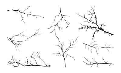 Tree branch black silhouettes. Dry winter oak. For white spring landscape. Bare twig. Leafless wood shapes. Autumn season nature. Deciduous stems. Vector tidy outline forest elements set