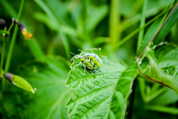 insects