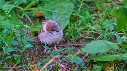young sparrow sitting in green grass and leaves view 2
