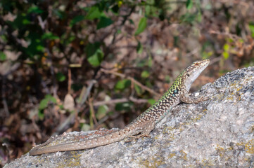 Tyrrhenian wall lizard (Podarcis tiliguerta) on a stone in Sardinia.