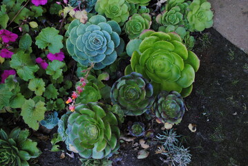 Aeonium in the garden