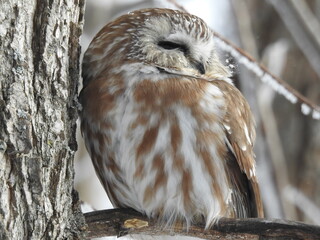 saw whet owl snoozing