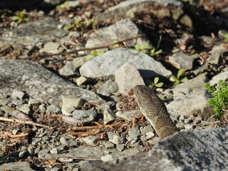 Northern water snake just coming out of the rocks to see if the coast is clear for a change in location