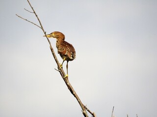 juvenile  black-crowned night heron perched very high up on a branch just before taking flight